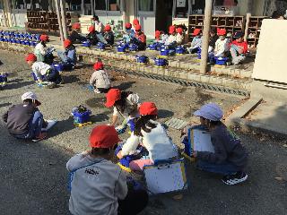 ビオラを観察する児童の様子