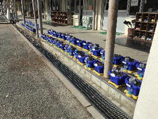 子どもたちが植えた鉢