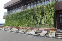 職員室の前で育ったゴーヤの写真。つるが伸びてグリーンカーテンのようになっている。