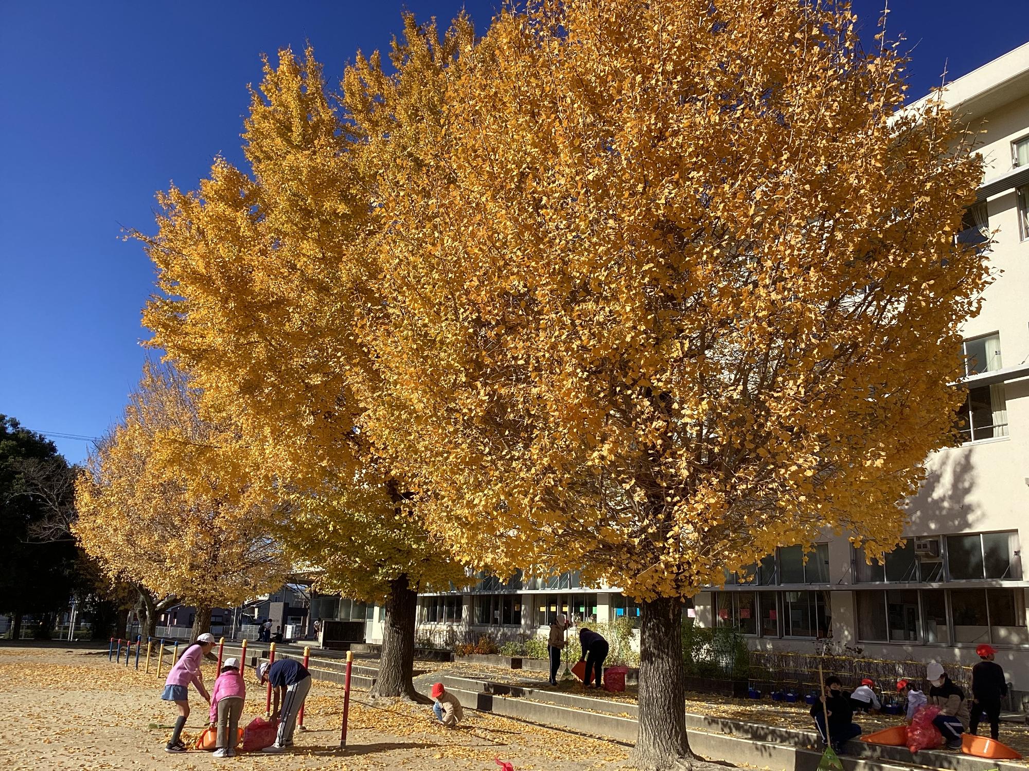 取っても取っても、まだあるよ～