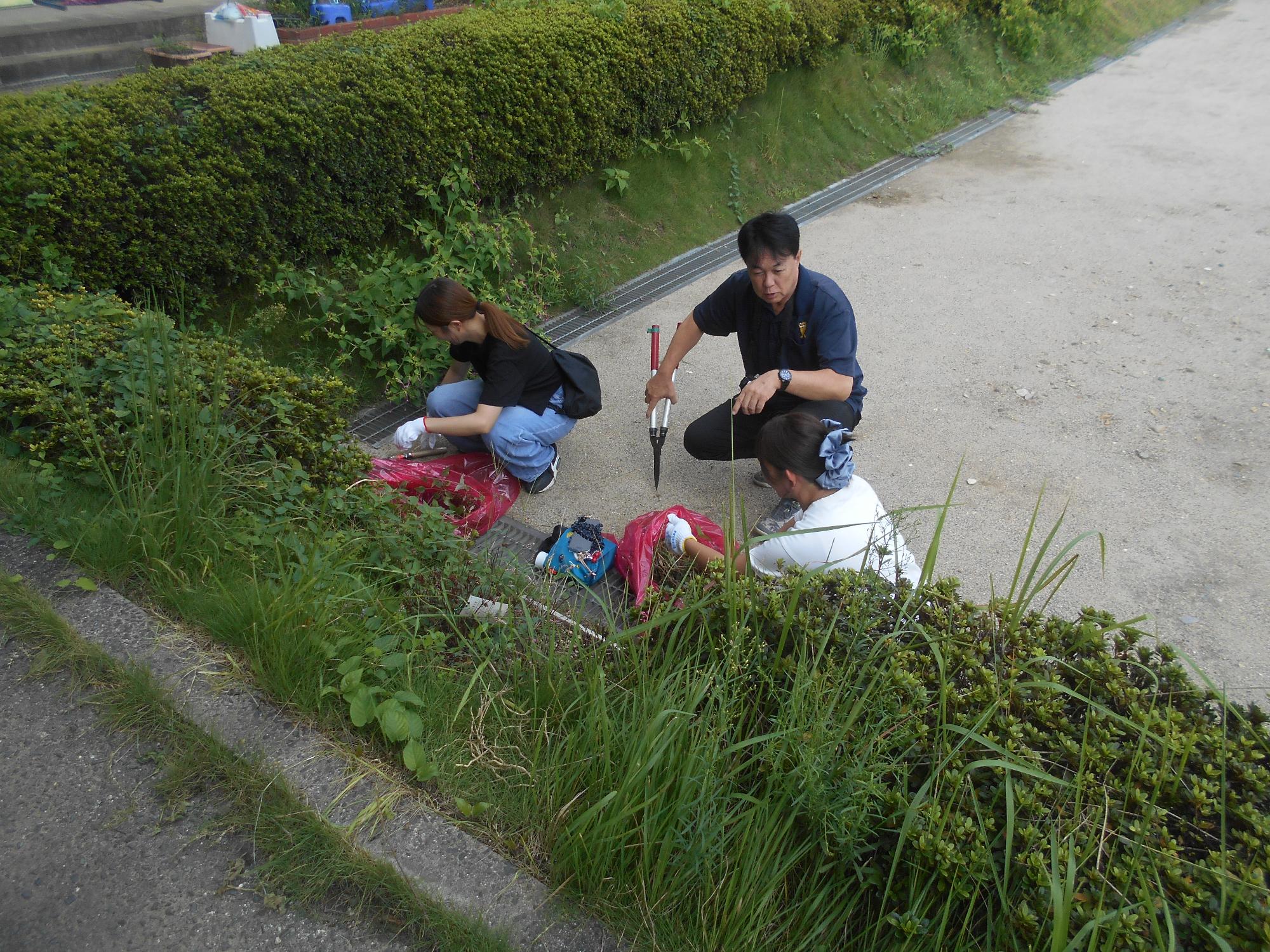 運動場のすみの草をとります。