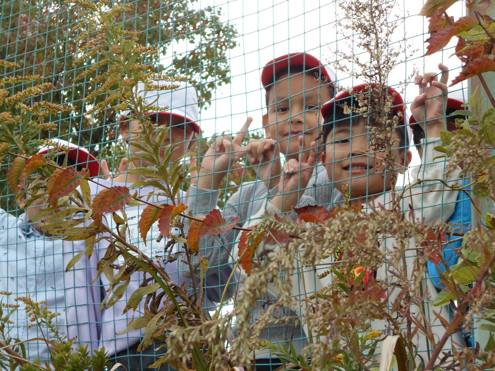 草刈りボランティア
