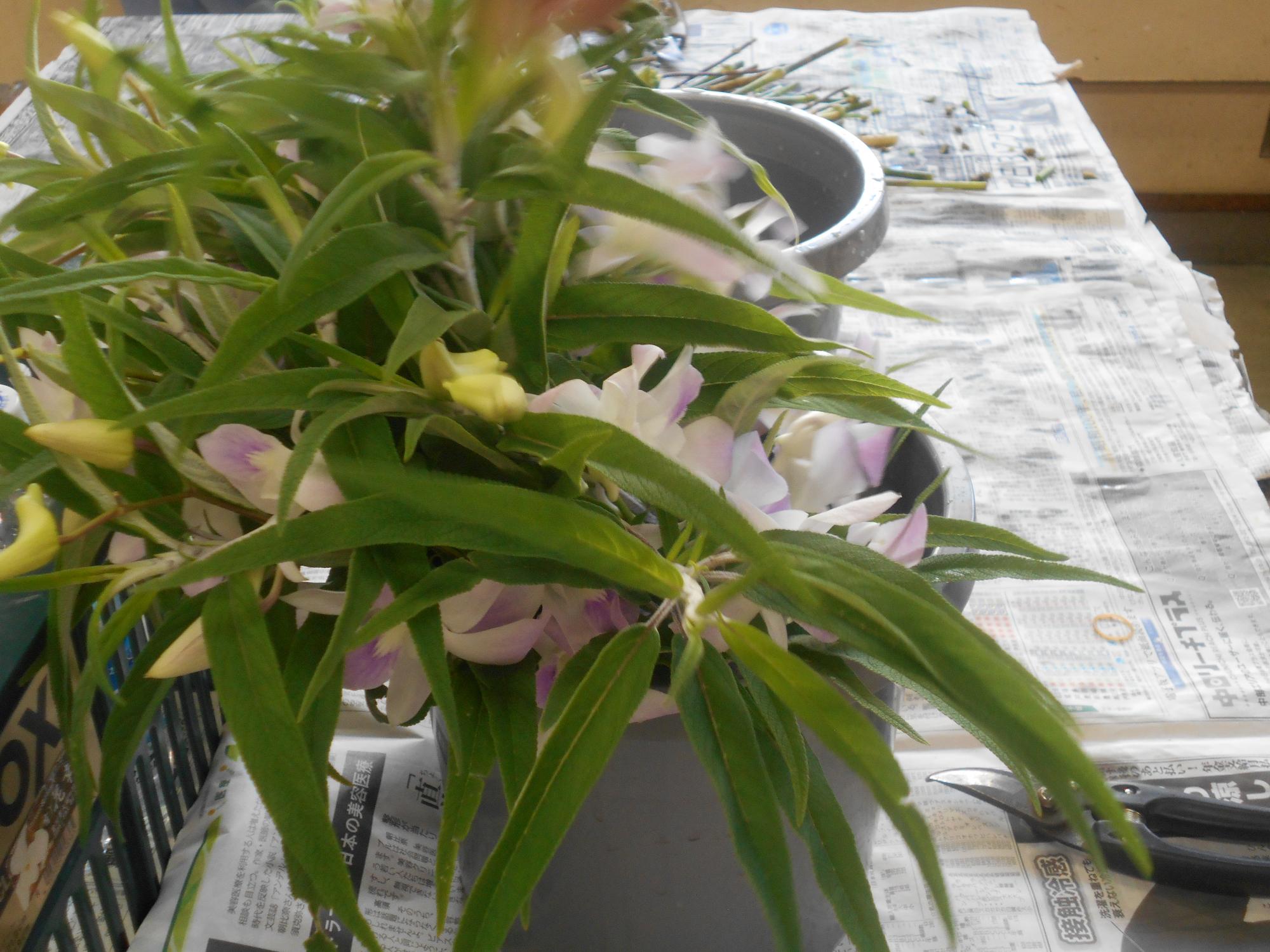 薄いピンクのきれいな花です。