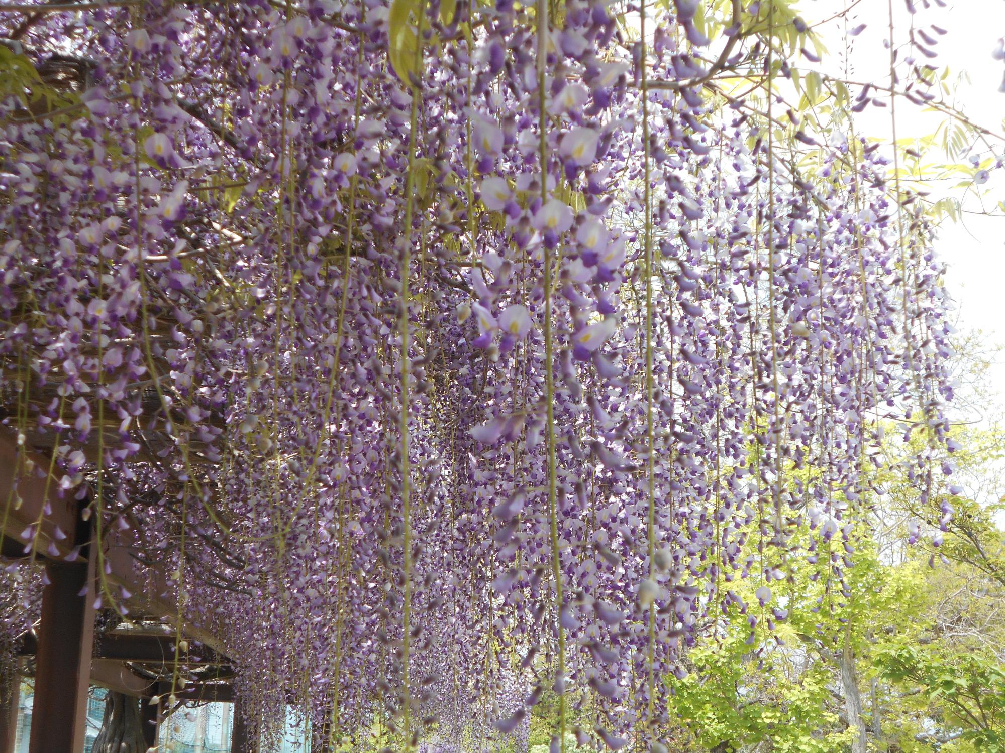 フジの花がきれいに咲いています。