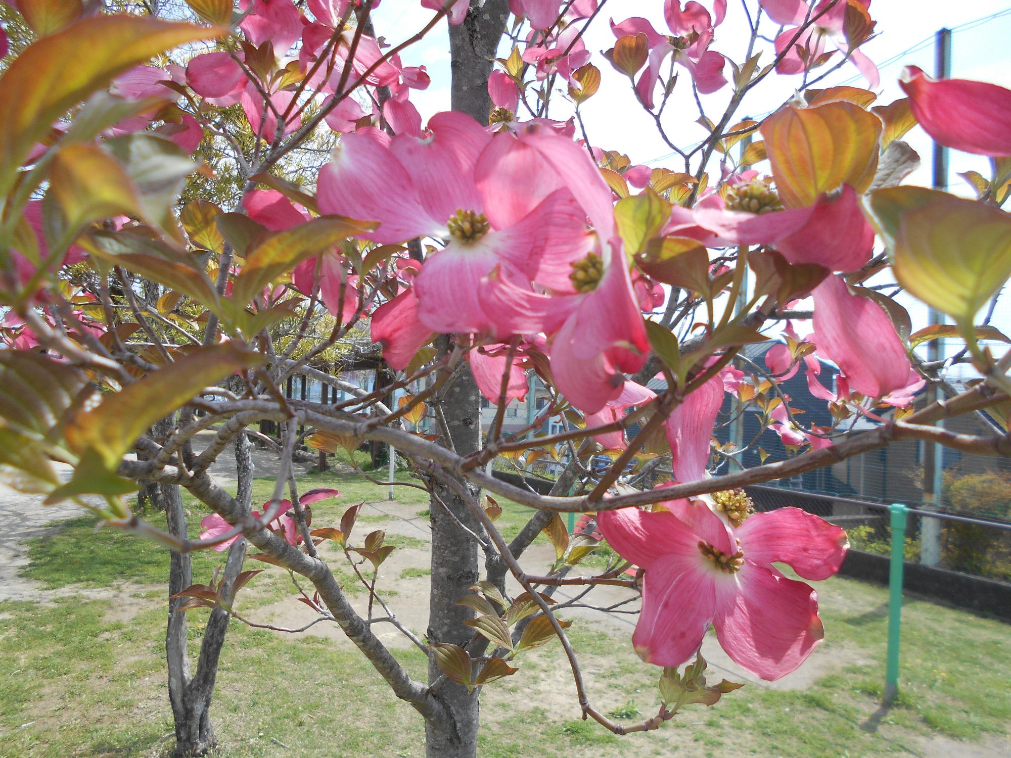 ハナミズキの花も咲いています