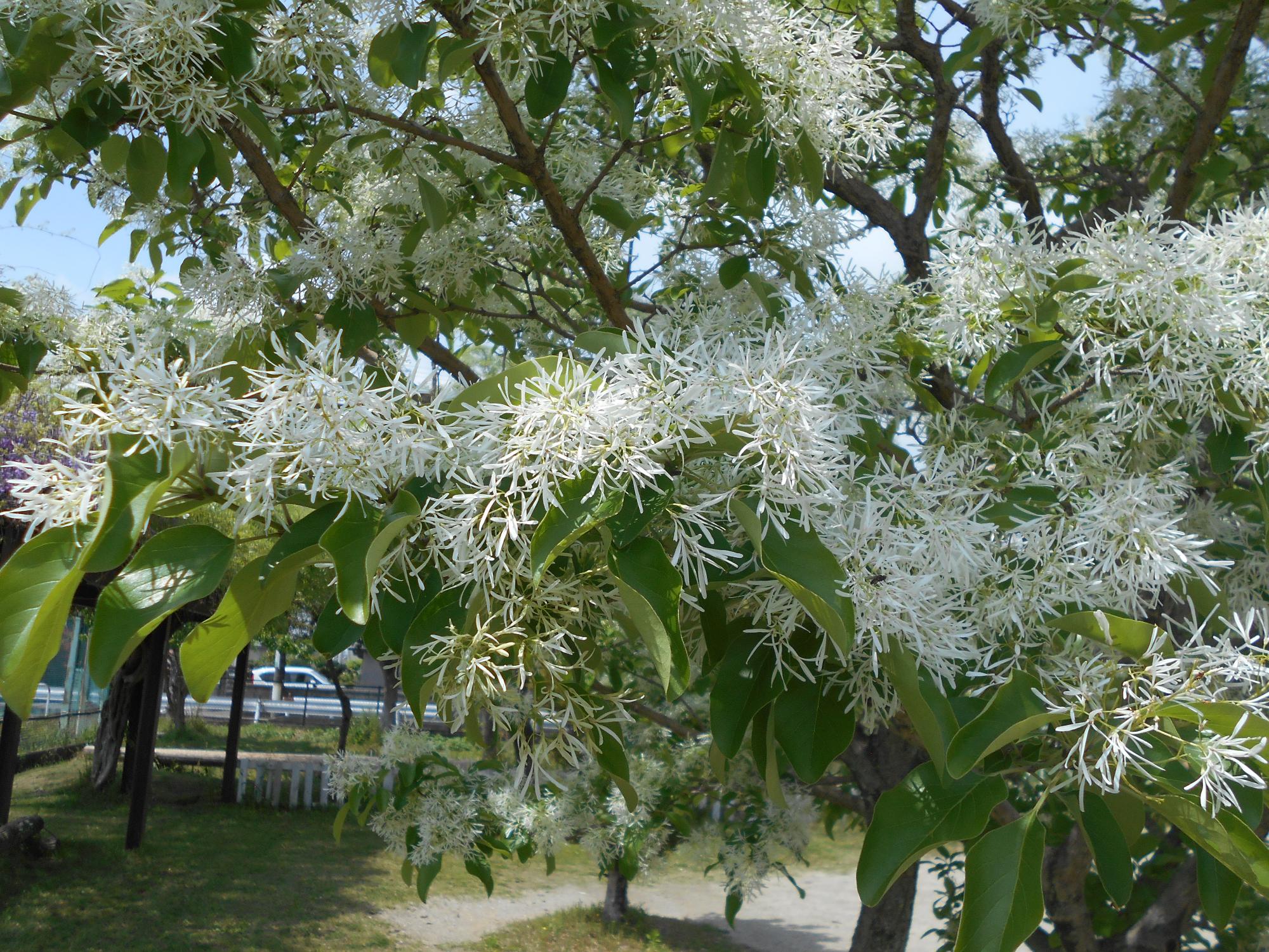 ひとつばたごの花のきれいに咲いています。