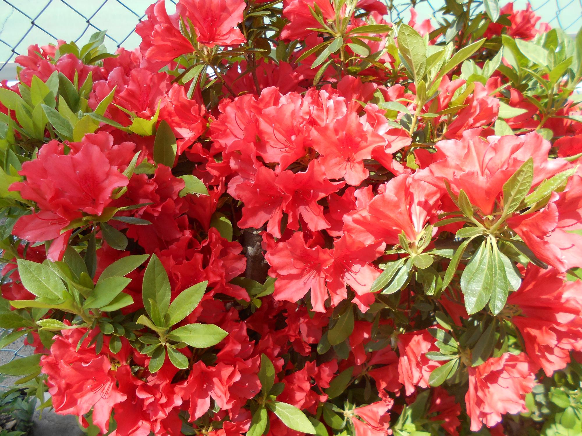 サツキの花もたくさんさいています。