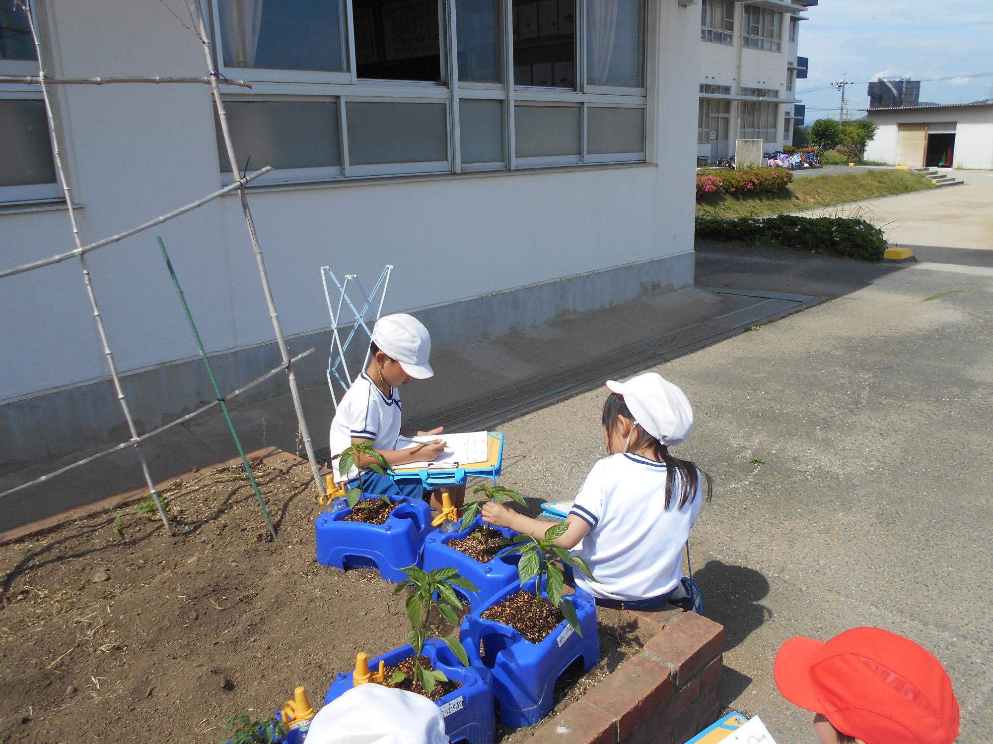 自分の苗をよく観察しています。