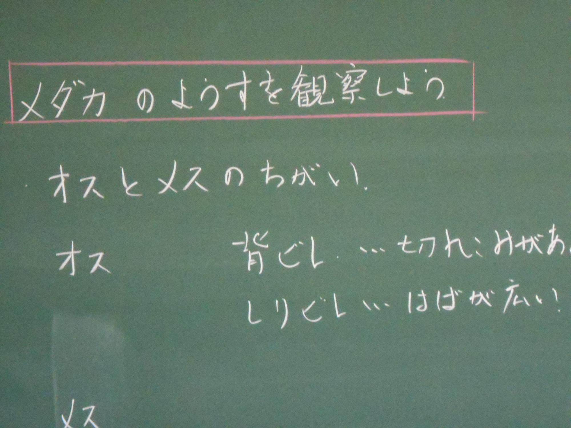 めあて「メダカのようすを観察しよう」