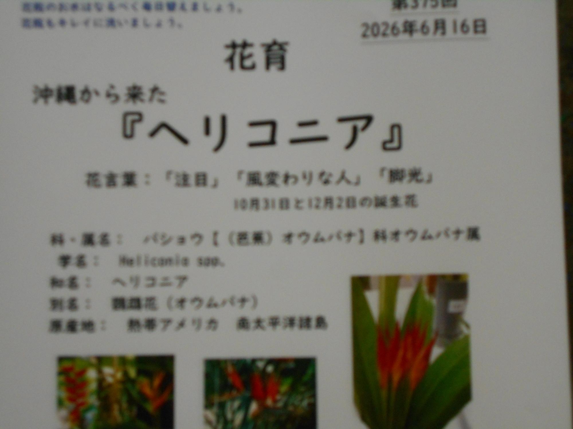 花の説明もいただきました。