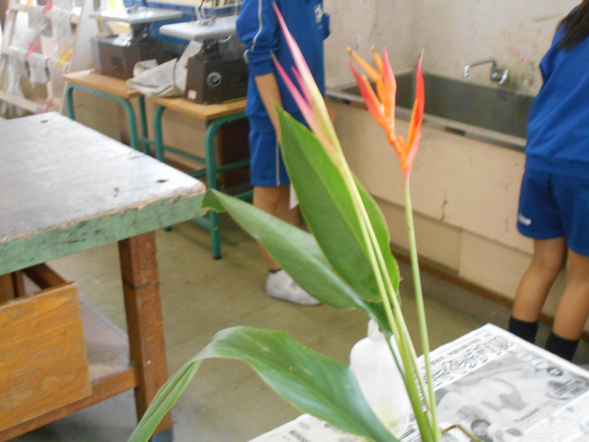 ヘリコニア、オレンジ色の鮮やかな花です。