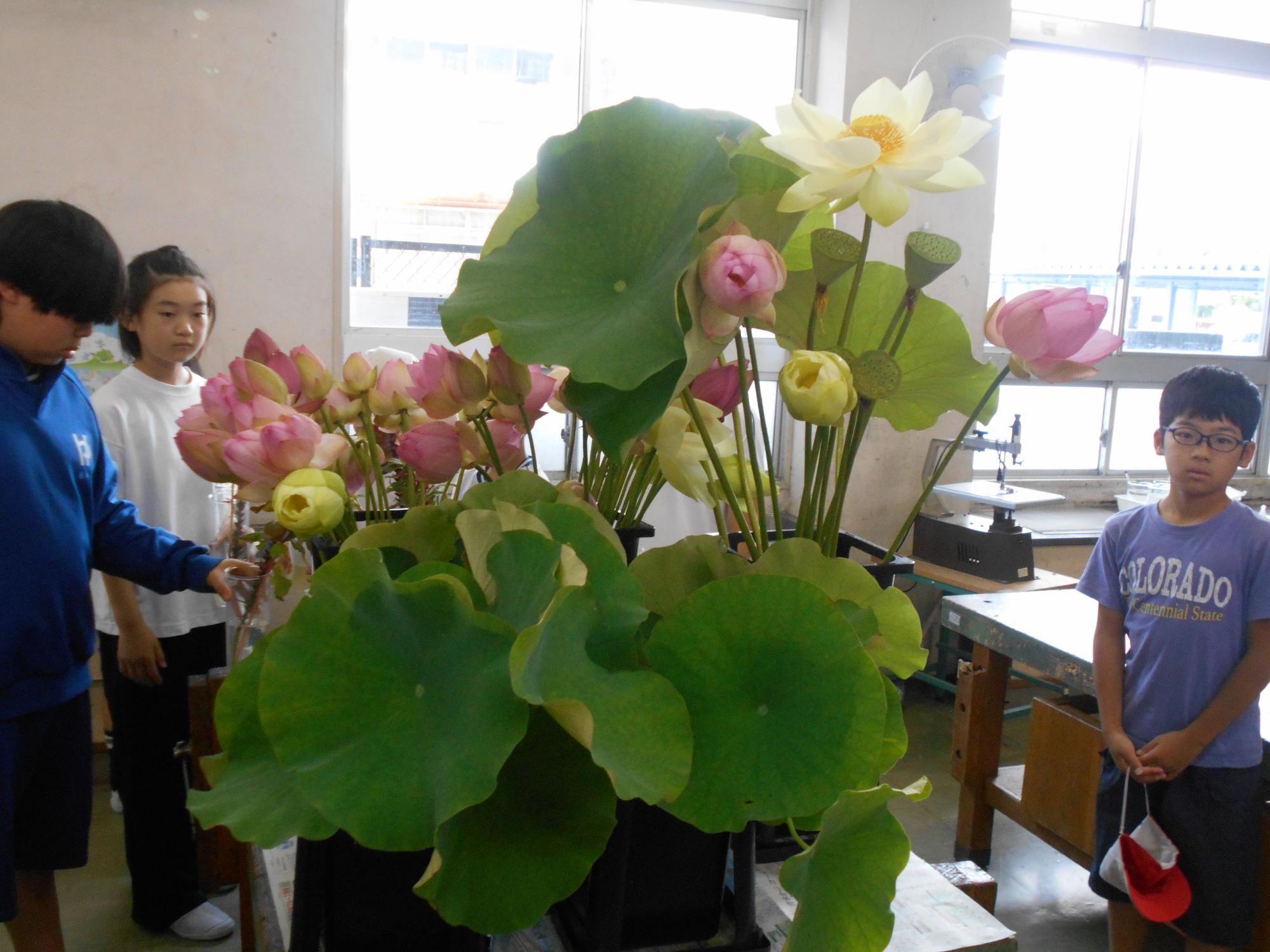 大きく、華麗な花が届きました。