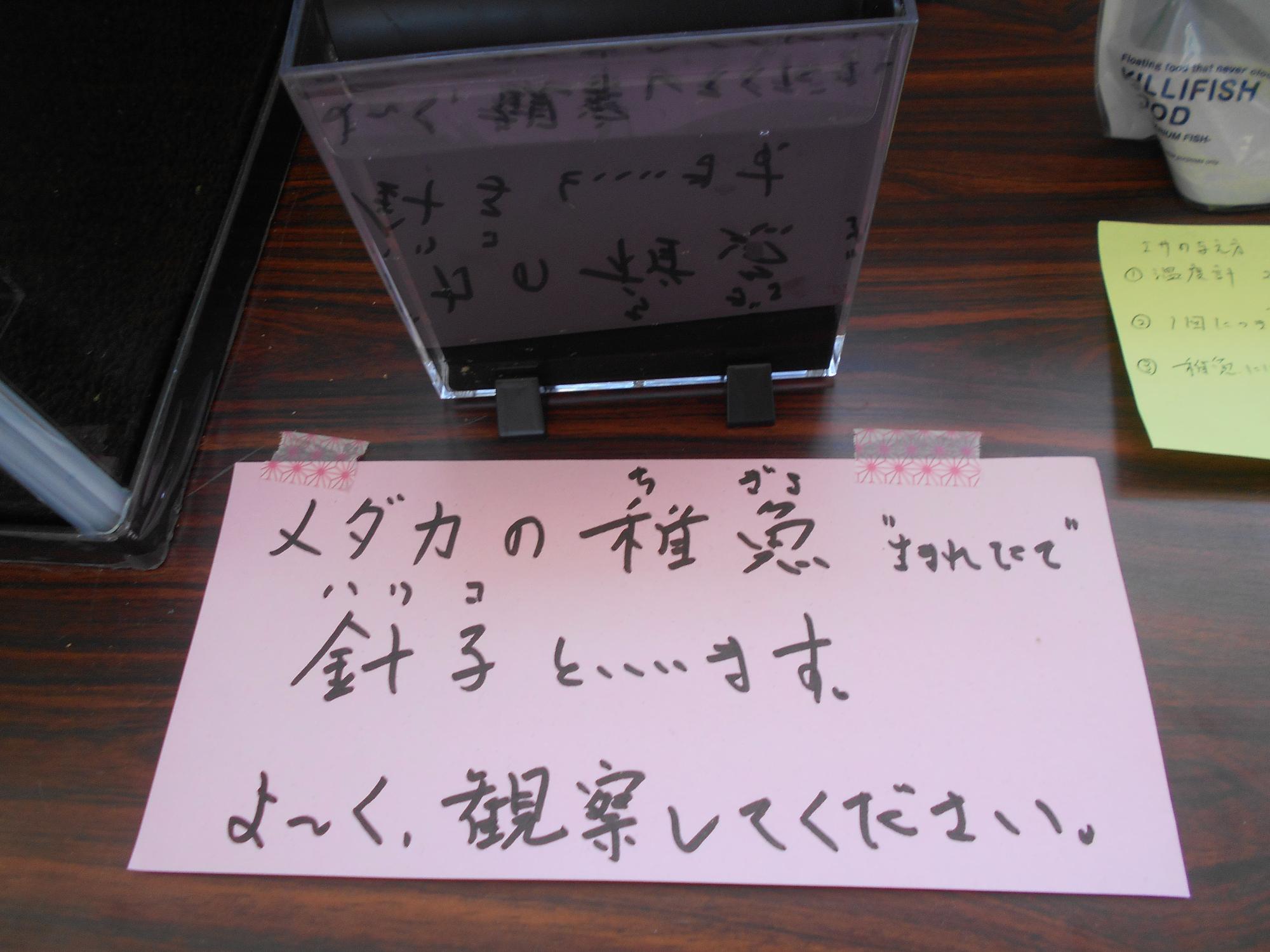 メダカ