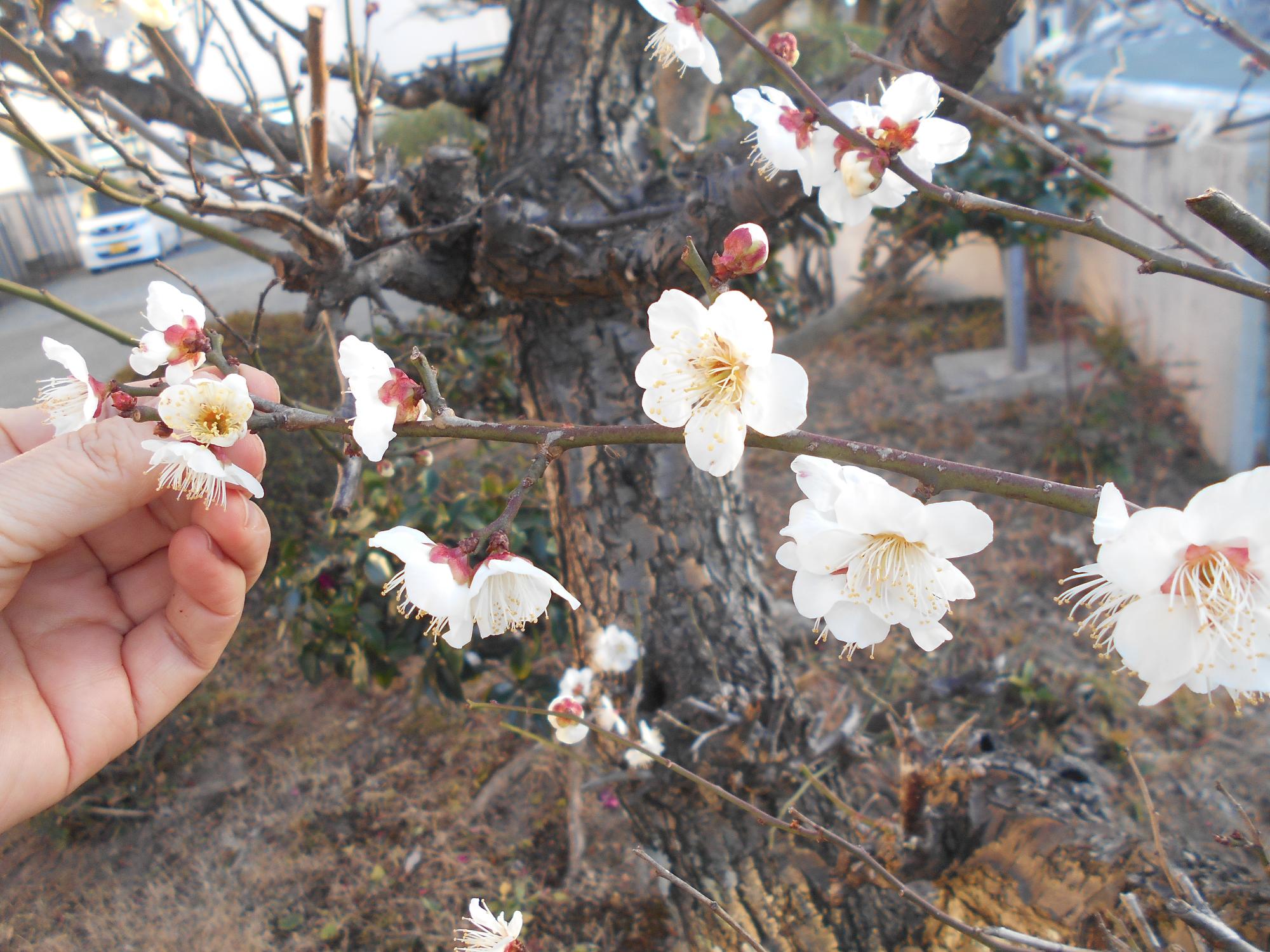 梅の花