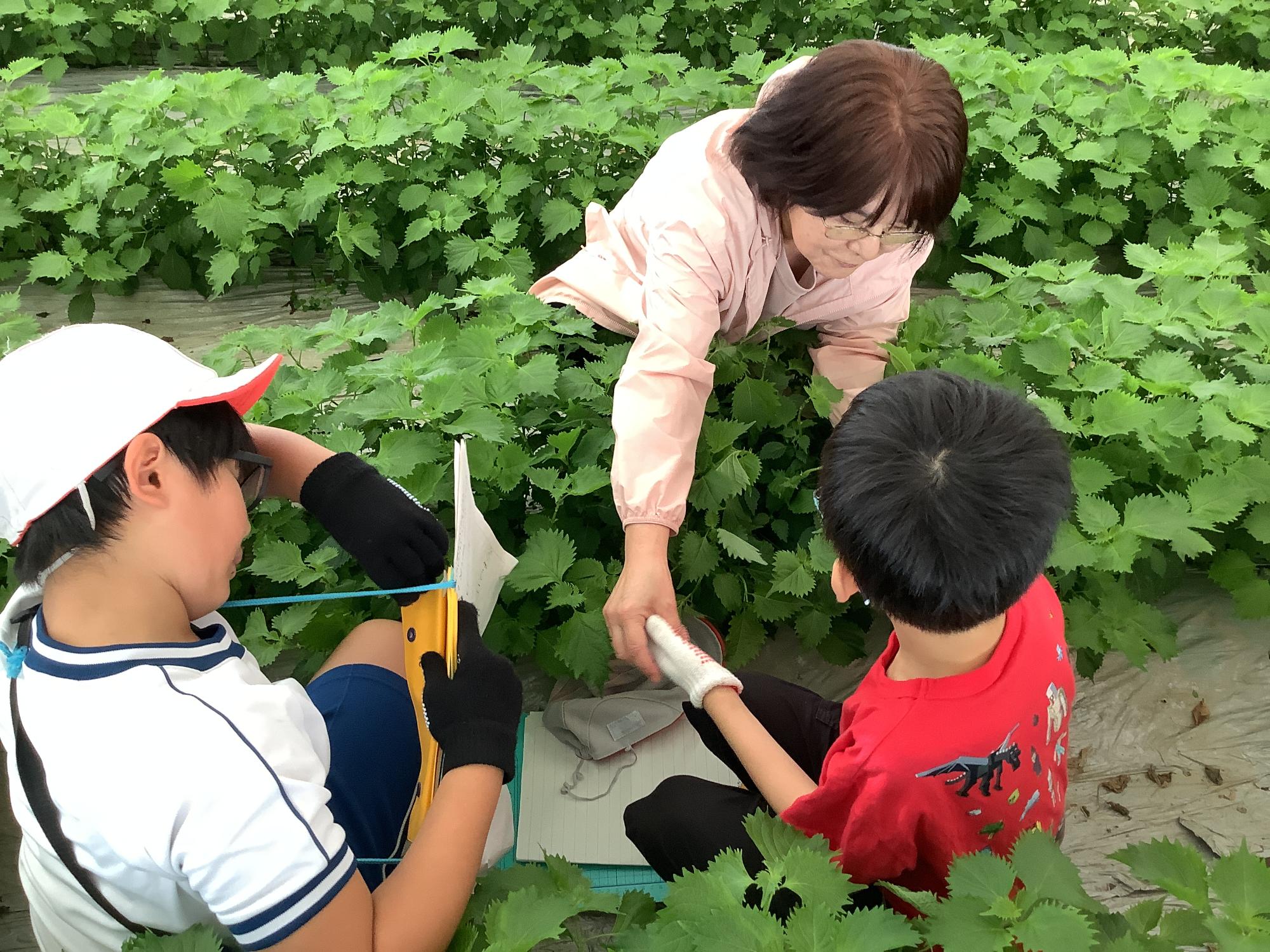 とても綺麗に育っています。