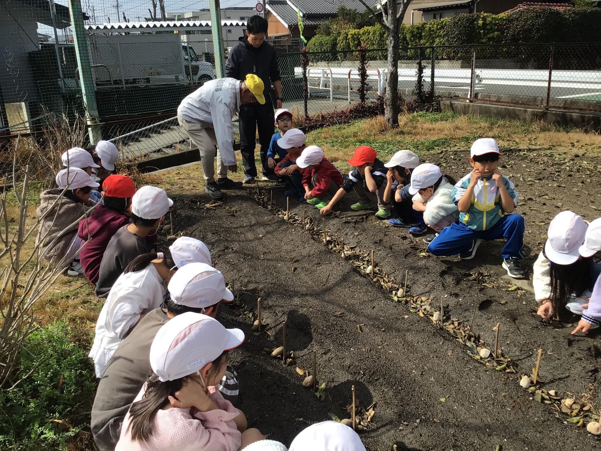 ジャガイモ植え