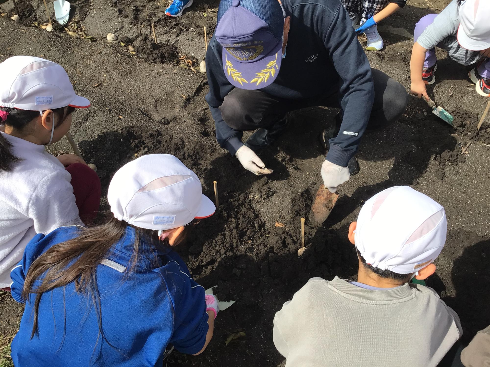 ジャガイモ植え