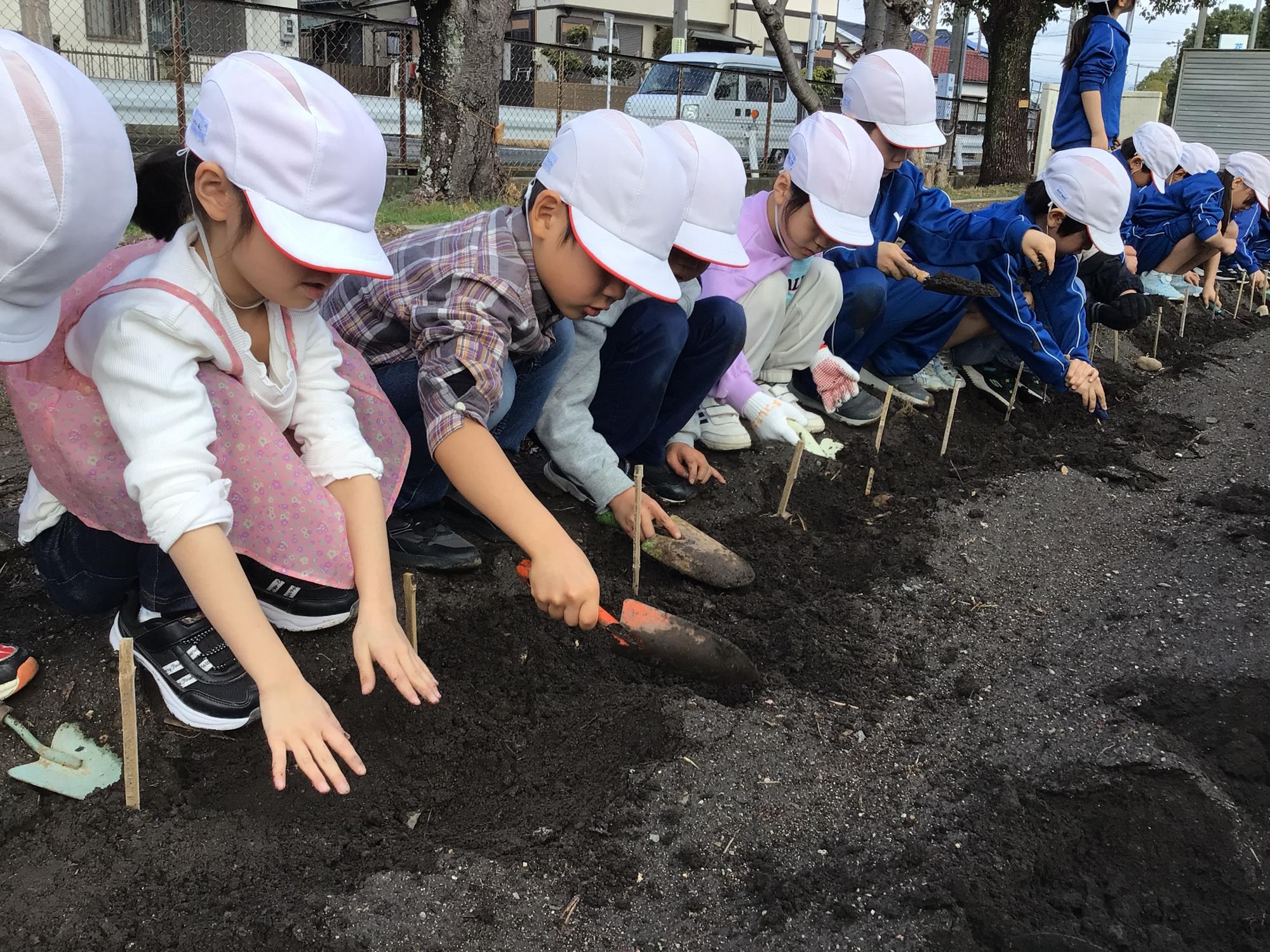 ジャガイモ植え