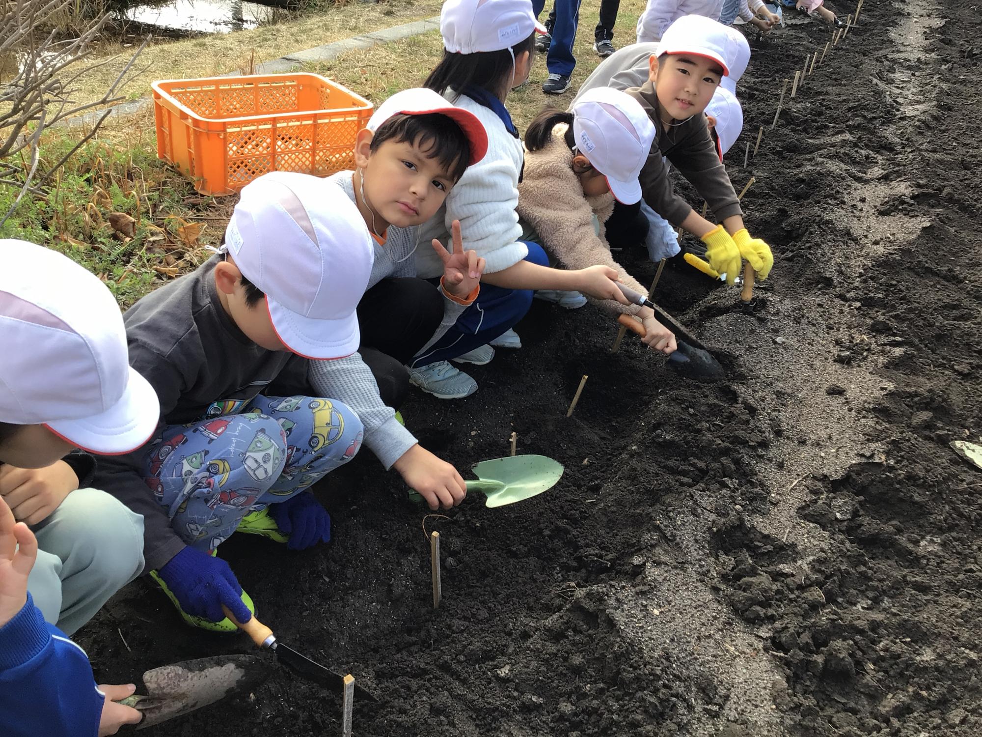 ジャガイモ植え