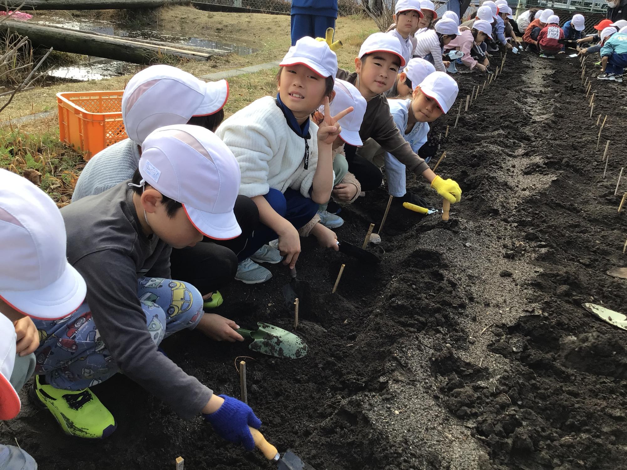 ジャガイモ植え