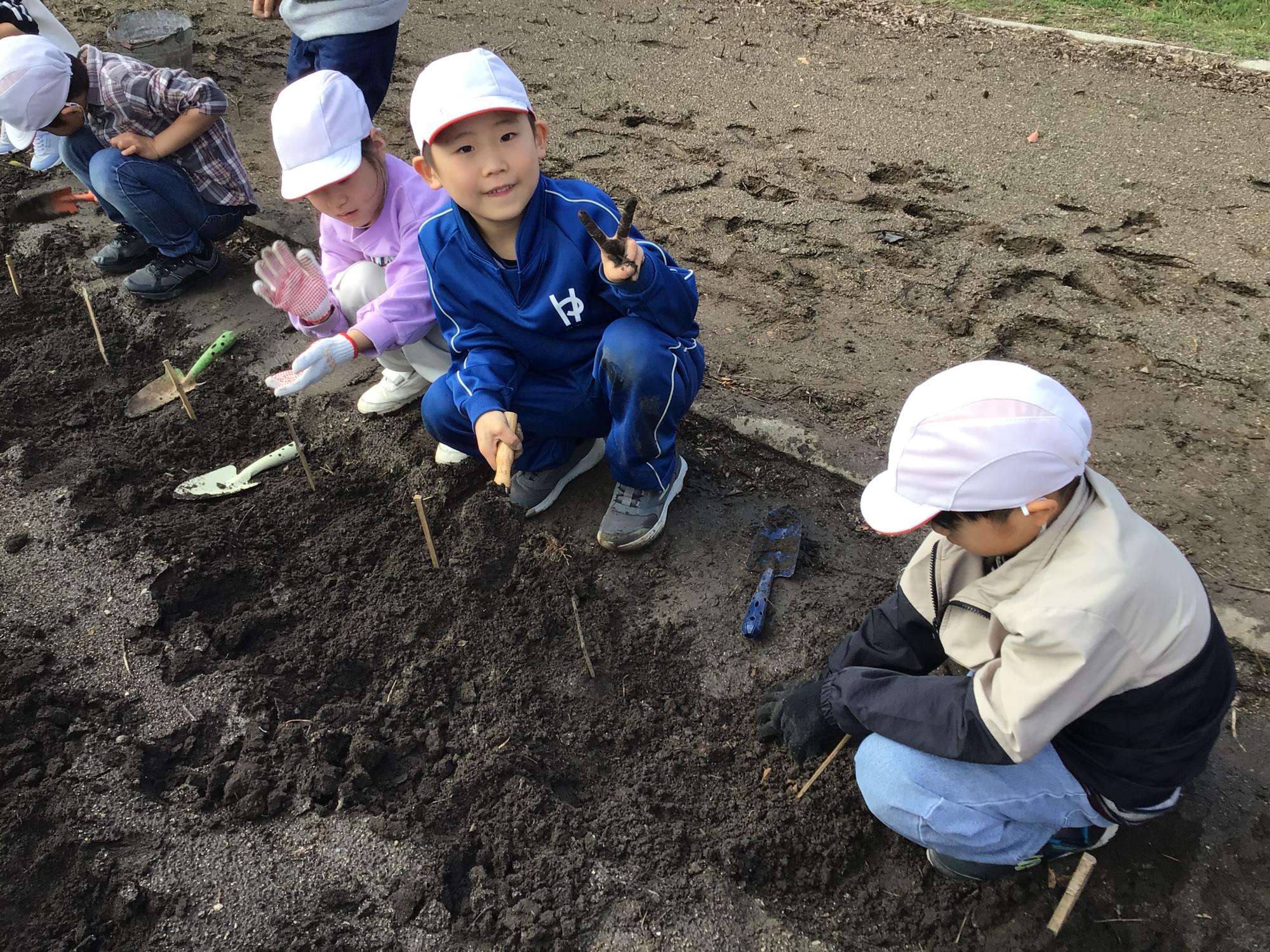 ジャガイモ植え