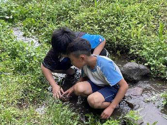 トノサマガエルがいるぞ！