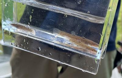 トウカイナガレホトケドジョウは今年の個体もいました！繁殖していますね！