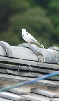 セグロセキレイのアルビノ種は学校の近くの山陰川に居ついています