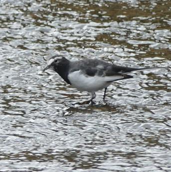 セグロセキレイ