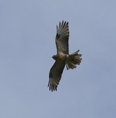 この日のベストショット「ノスリ」権田さんの撮影です