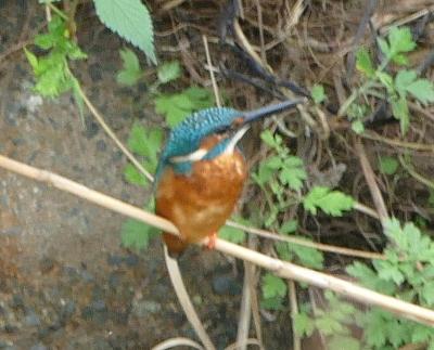 カワセミアップ