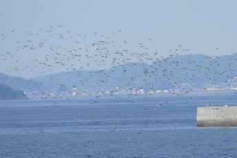 ホシハジロの群れ