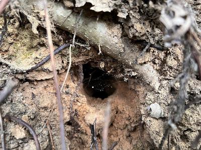 使われていないカワセミの巣穴と思われる穴を発見！！