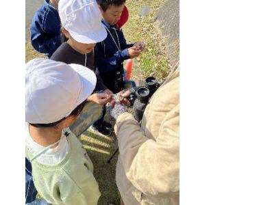 アケビの実を観察。食べられるそうですが、やめときました
