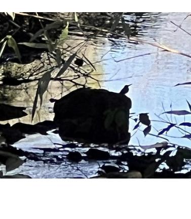 カワセミのシルエット！これが限界の撮影