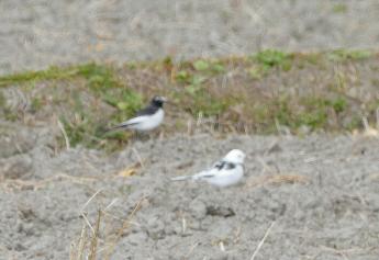 セグロセキレイとそのアルビノ