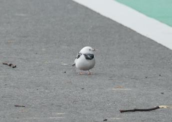 アルビノは白くてかわいいね！