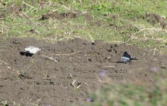 セグロセキレイ