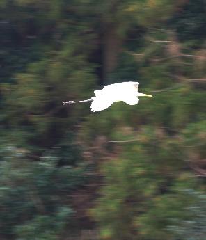 飛ぶ姿もかっこいい！