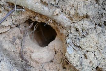 カワセミの巣穴