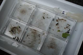 水生昆虫もよく観察します