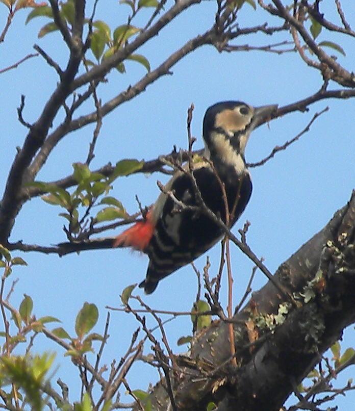 11月5日 アカゲラ発見！！日曜子ども探鳥会（観音山方面）／豊川市