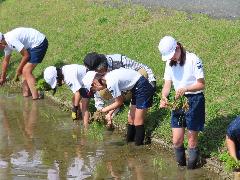 地域ボランティアの方のアドバイスをもらいながら田植えをする子どもたち