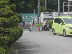 植木の反対正面に黄緑色の車が止まっている道路の写真