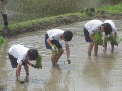横一列に並んで田植えをする子供たちの写真