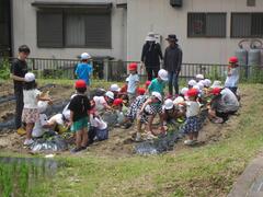 斜面の畑で作業をしている赤白帽子をかぶった子供たちの写真