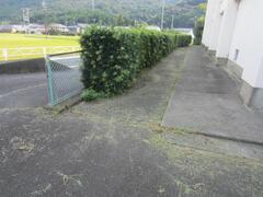 コンクリート床に植えられた垣根の写真