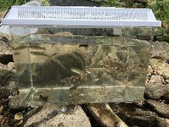 音羽川水質調査その5