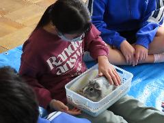 モルモットの体温を触って確認する子ども