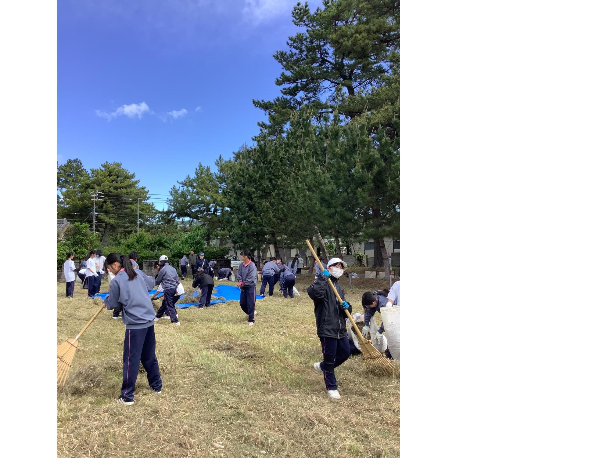 刈られた草を集めました